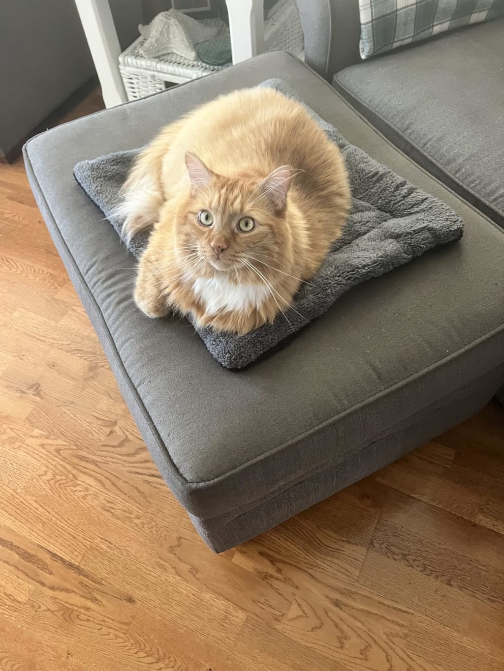 Stop the Heat Drain That’s Making Your Cat Stiff, Curled, and Cold