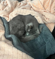 Stop the Heat Drain That’s Making Your Cat Stiff, Curled, and Cold