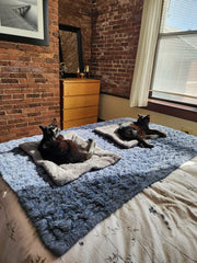 Stop the Heat Drain That’s Making Your Cat Stiff, Curled, and Cold