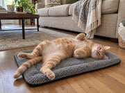 Stop the Heat Drain That’s Making Your Cat Stiff, Curled, and Cold